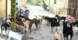 गाय की आंखों के सामने उसके बच्चे को नोच डाला: हसनपुर में आवारा कुत्तों का खूनी तांडव!